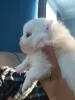 Photo №3. White and cream puppies LULU Pomeranian. Belarus