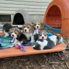 Photo №3. Beautiful beagle puppies. Germany