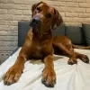 Photo №4. I will sell rhodesian ridgeback in the city of Krakow. breeder - price - 2642$