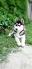 Photo №1. siberian husky - for sale in the city of Novosibirsk | 270$ | Announcement № 13107