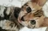 Additional photos: Bengal kittens