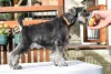 Photo №3. Miniature Schnauzer pepper and salt. Serbia