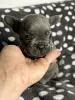 Additional photos: Stunning French Bulldog pups