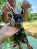 Photo №4. I will sell dobermann in the city of Belgrade.  - price - Is free