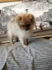 Photo №2 to announcement № 21305 for the sale of pomeranian - buy in Germany private announcement