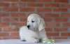 Additional photos: golden retriever puppies