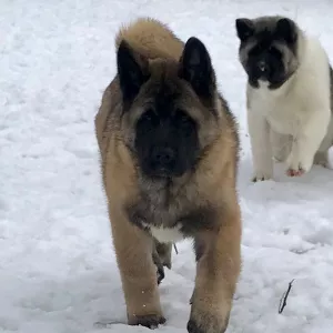 Additional photos: American Akita puppies, 2 boys and 1 girl