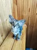 Additional photos: Peterbald kittens