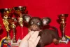 Photo №4. I will sell russkiy toy in the city of Nikolaev. from nursery, breeder - price - 700$