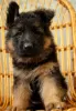 Additional photos: Long-haired German Shepherd puppies