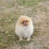 Photo №2 to announcement № 34540 for the sale of pomeranian - buy in Finland private announcement