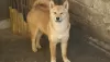 Photo №4. I will sell shiba inu in the city of Subotica. breeder - price - 740$