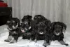 Photo №3. Miniature Schnauzer puppies. Russian Federation