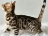 Photo №1. bengal cat - for sale in the city of Boston | negotiated | Announcement № 100955