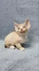 Photo №1. devon rex - for sale in the city of Дрезден | 329$ | Announcement № 128579