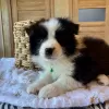 Photo №3. Border Collie puppies for sale. Russian Federation