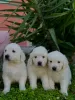 Photo №2 to announcement № 129402 for the sale of golden retriever - buy in Montenegro breeder