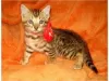 Photo №1. bengal cat - for sale in the city of Флорида Сити | 1000$ | Announcement № 50408