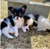 Photo №1. papillon dog - for sale in the city of Borås | negotiated | Announcement № 55329