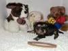 Additional photos: Beautiful Pedigree Yorkshire Terrier Pups