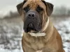 Additional photos: South African Boerboel Mastiff puppies