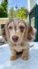 Photo №2 to announcement № 126676 for the sale of dachshund - buy in Poland 