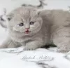 Photo №1. british shorthair - for sale in the city of Texas City | 600$ | Announcement № 105637