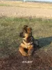 Additional photos: German shepherd puppies