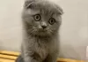 Photo №1. scottish fold - for sale in the city of Остенде | Is free | Announcement № 128207