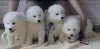 Photo №1. samoyed dog - for sale in the city of Бург | 188$ | Announcement № 130031