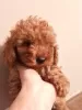 Photo №3. TOY Poodle. Russian Federation