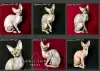 Photo №1. sphynx-katze - for sale in the city of Москва | 193$ | Announcement № 29683