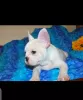 Additional photos: French Bulldog puppies ready