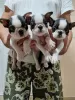 Photo №1. boston terrier - for sale in the city of Kraljevo | negotiated | Announcement № 121538