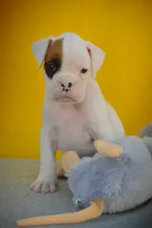 Additional photos: Unusual puppy boxer white boy