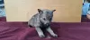 Additional photos: Czechoslovakian Wolfdog puppies