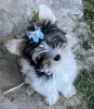 Photo №2 to announcement № 68262 for the sale of yorkshire terrier - buy in Greece breeder