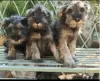 Additional photos: Miniature Schnauzer black and pepper-salt