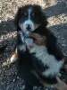 Photo №4. I will sell bernese mountain dog in the city of Le Lion-d'Angers. breeder - price - 1743$