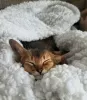 Additional photos: Abyssinian kittens