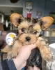 Photo №4. I will sell yorkshire terrier in the city of Hamilton. breeder - price - 400$