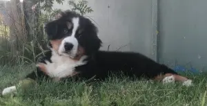 Photo №3. Bernese Mountain Dog Puppy. Belarus