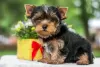 Photo №2 to announcement № 82896 for the sale of yorkshire terrier - buy in Israel 