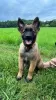 Photo №3. Belgian tervuren - Last Boy Available. Czech Republic