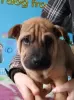 Additional photos: Shar Pei puppies