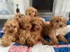 Photo №1. otterhound - for sale in the city of Dusseldorf | 370$ | Announcement № 41491