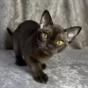 Photo №1. burmese cat - for sale in the city of Nuremberg | negotiated | Announcement № 131007