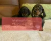 Photo №1. dachshund - for sale in the city of Dalarna | negotiated | Announcement № 47612