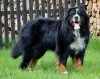 Additional photos: Bernese Mountain Dog Puppy