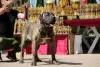 Additional photos: Dogo Canario - Presa Canario puppies